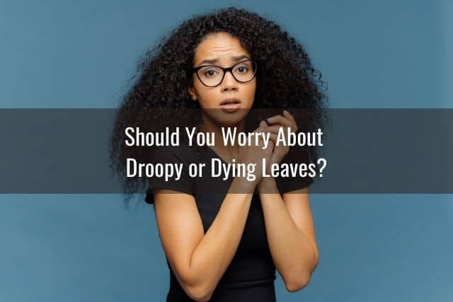 Should You Worry About Droopy or Dying Leaves?