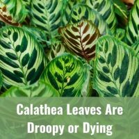 Calathea Leaves Are Droopy or Dying (Turning Yellow, Black, Brown, Transparent)