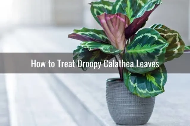 How to Treat Droopy Calathea Leaves