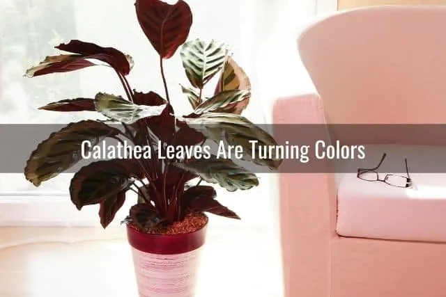 Calathea Leaves Are Turning Colors