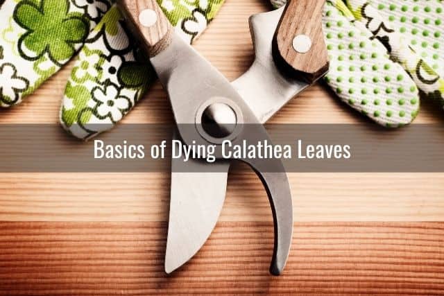 Basics of Dying Calathea Leaves