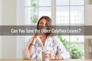 calathea leaves droopy
