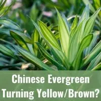Chinese Evergreen Turning Yellow/Brown