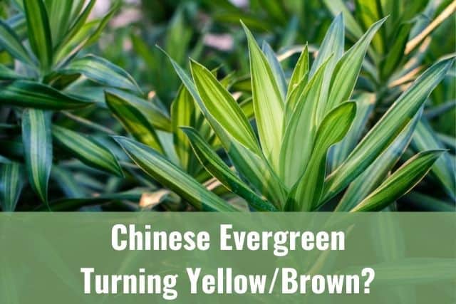 Chinese Evergreen Turning Yellow/Brown