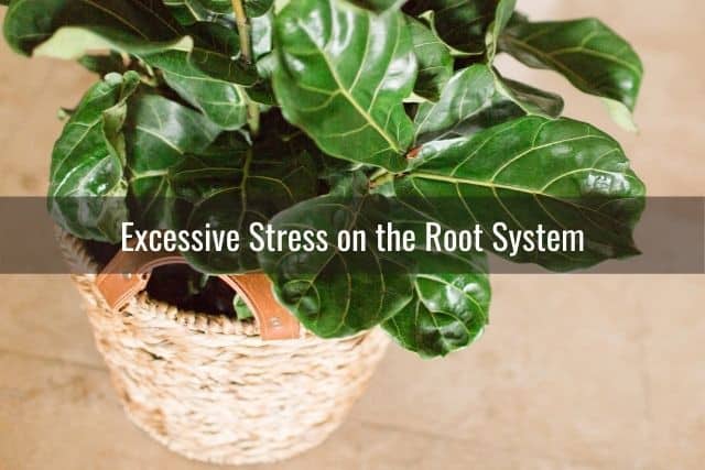 Excessive Stress on the Root System