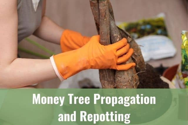 Money Tree Propagation and Repotting: All You Need to Know