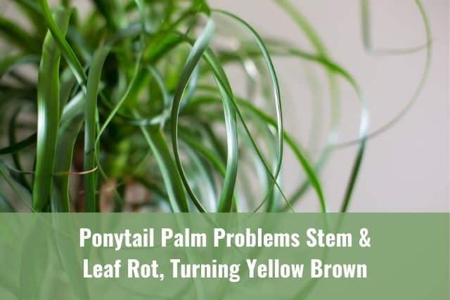 Ponytail Palm Problems Stem/Leaf Rot, Turning Yellow/Brown