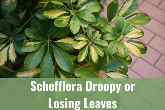Schefflera Droopy or Losing Leaves