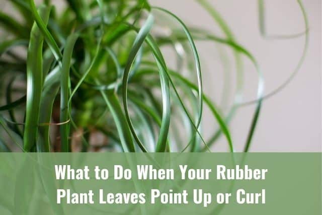 What to Do When Your Rubber Plant Leaves Point Up or Curl