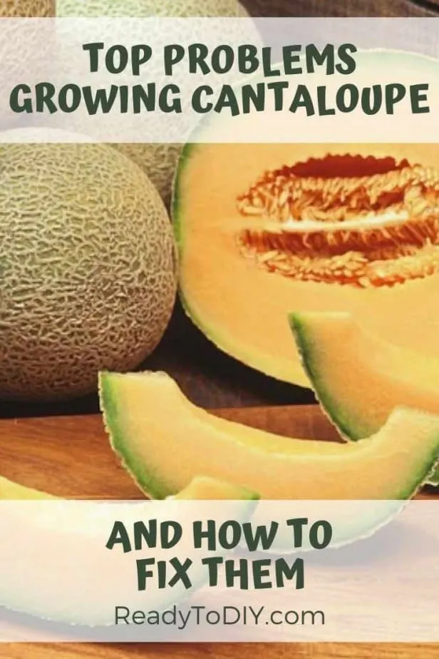 Top Problems Growing Cantaloupe and How to Fix Them