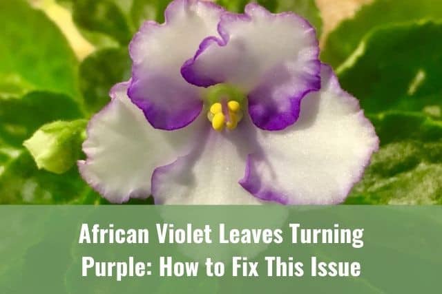 African Violet Leaves Turning Purple: How to Fix This Issue