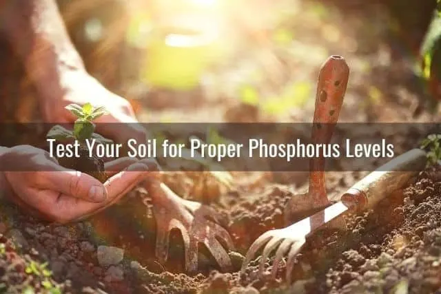 Test Your Soil for Proper Phosphorus Levels