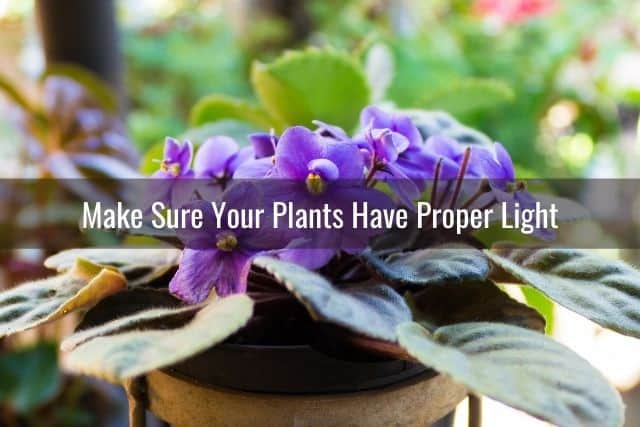 Make Sure Your Plants Have Proper Light