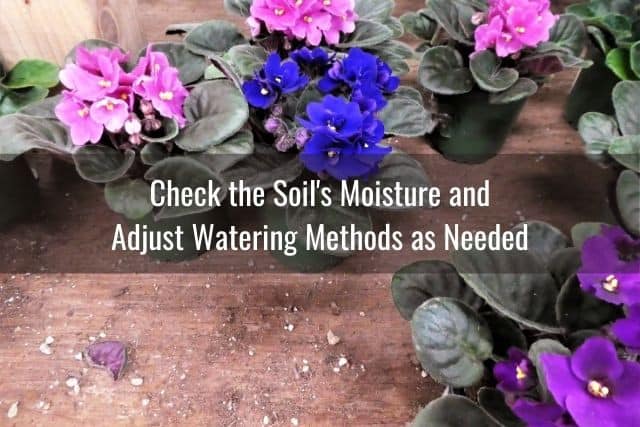 Check the Soil's Moisture and Adjust Watering Methods as Needed