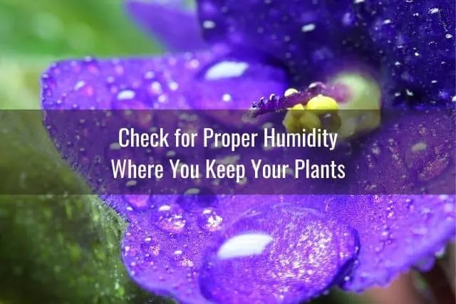 Check for Proper Humidity Where You Keep Your Plants