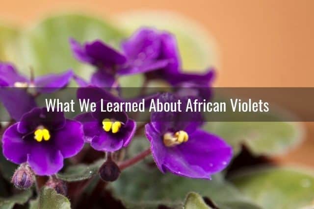 What We Learned About African Violets