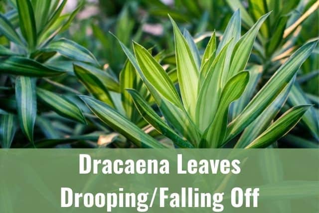 Dracaena Leaves Drooping/Falling Off, Is It Dying?