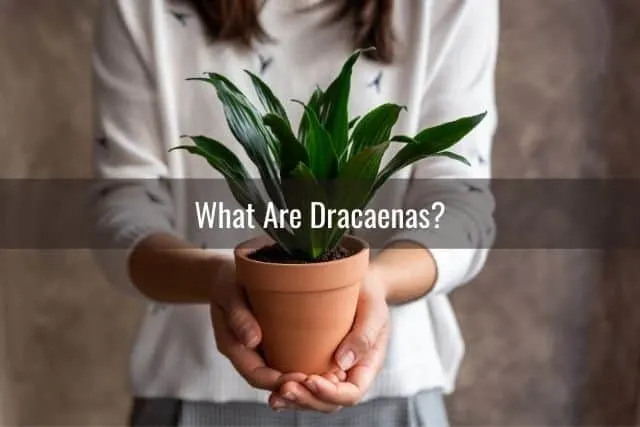 What Are Dracaenas?
