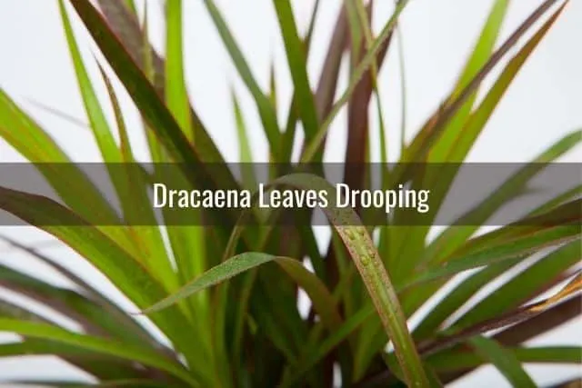 Dracaena Leaves Drooping