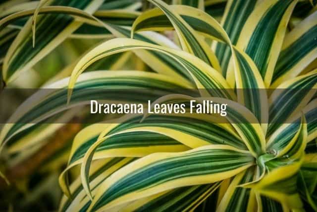 Dracaena Leaves Falling