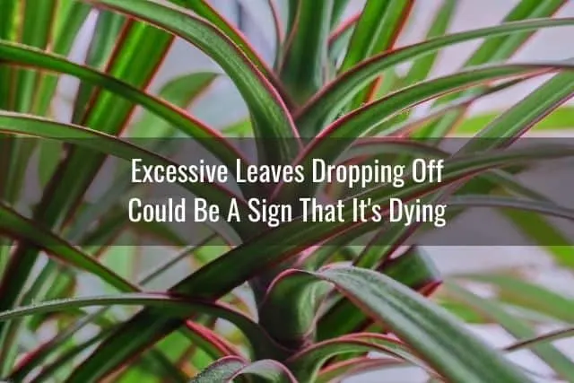 Excessive Leaves Dropping Off Could Be A Sign That It's Dying