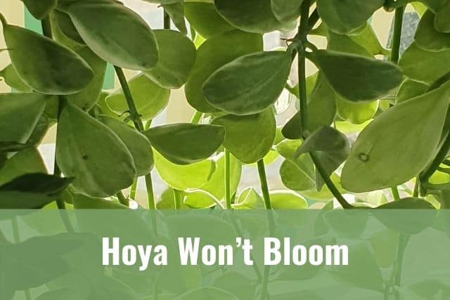 How to Get a Hoya Plant to Bloom
