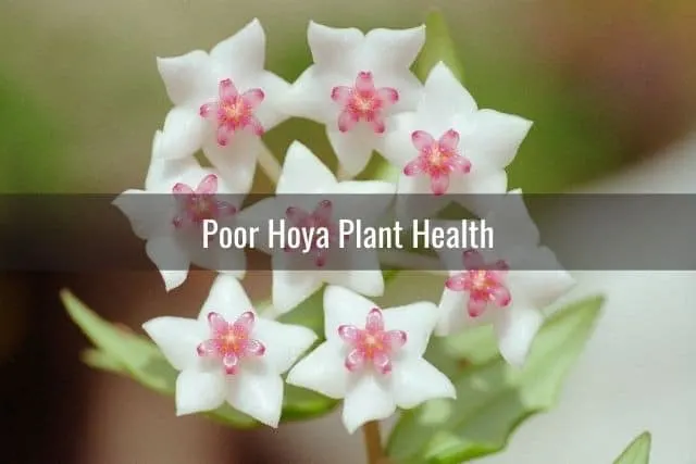 Poor Hoya Plant Health