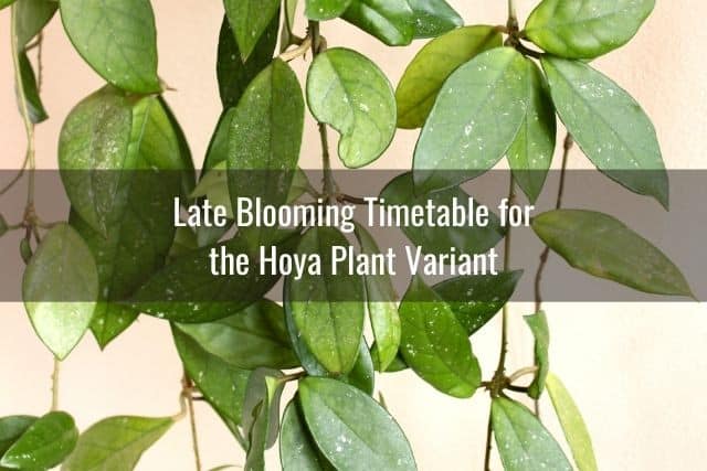 Late Blooming Timetable for the Hoya Plant Variant