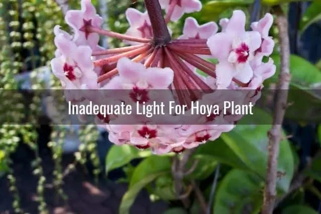 Inadequate Light For Hoya Plant