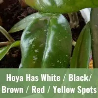 Hoya Has White / Black / Brown / Red / Yellow Spots