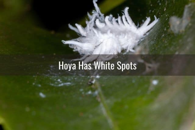Hoya Has White Spots