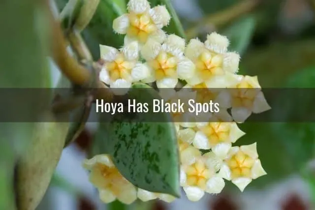 Hoya Has Black Spots