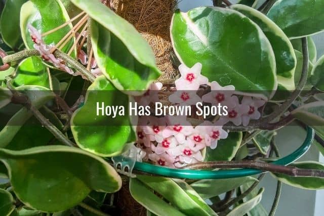 Hoya Has Brown Spots