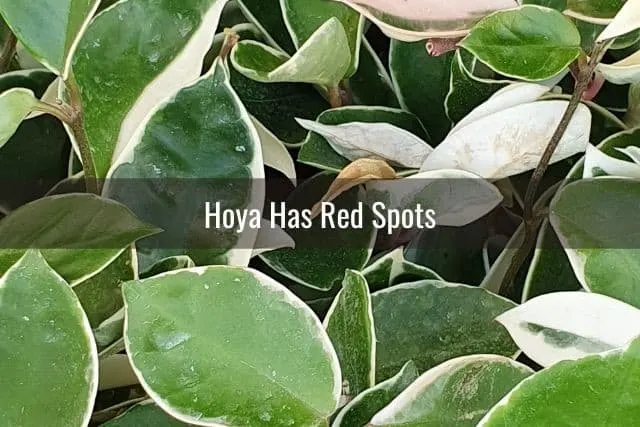 Hoya Has Red Spots