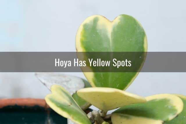 Hoya Has Yellow Spots