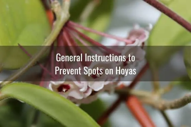 General Instructions to Prevent Spots on Hoyas