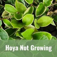 Hoya Not Growing