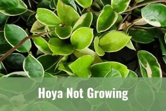 Hoya Not Growing - Ready To DIY