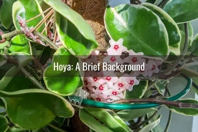 Hoya: A Brief Background