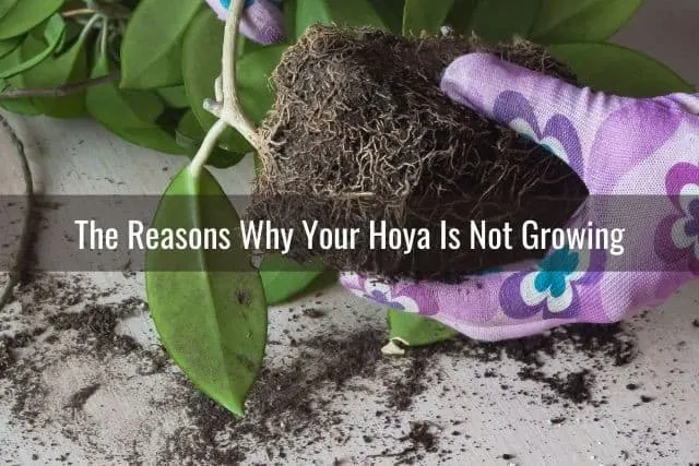 The Reasons Why Your Hoya Is Not Growing