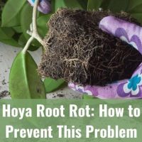 Hoya Root Rot: How to Prevent This Problem
