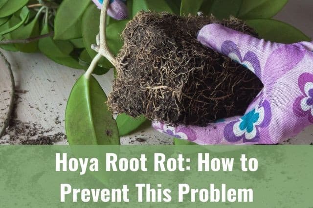 Hoya Root Rot: How to Prevent This Problem