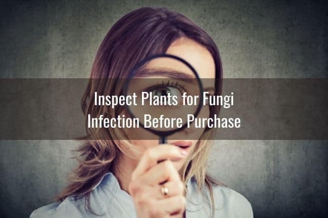 Inspect Plants for Fungi Infection Before Purchase