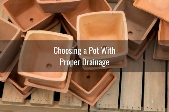 Choosing a Pot with Proper Drainage