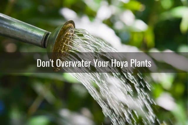 Don't Overwater Your Hoya Plants
