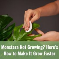 Monstera Not Growing? Here's How to Make It Grow Faster