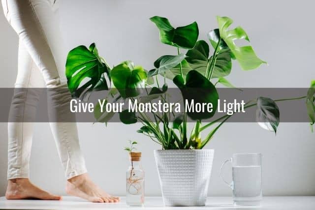 Give Your Monstera More Light