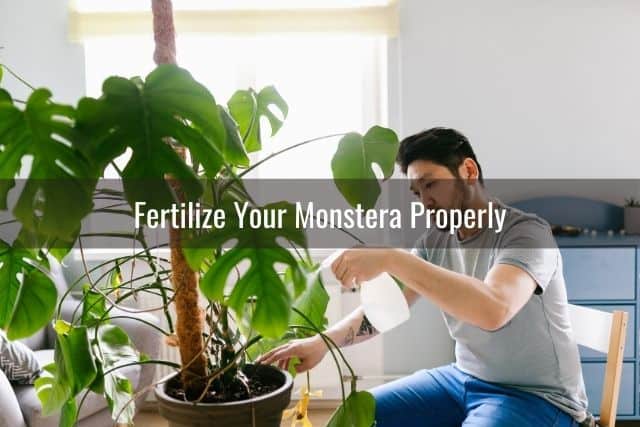 Fertilize Your Monstera Properly