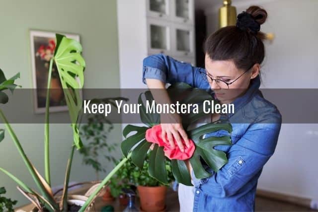 Keep Your Monstera Clean