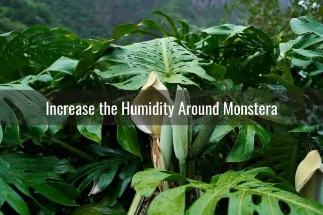 Increase the Humidity Around Monstera